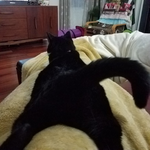 Meet your Posher, Lauren - Picture 5 of 5